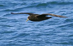 White-chinned Petrel